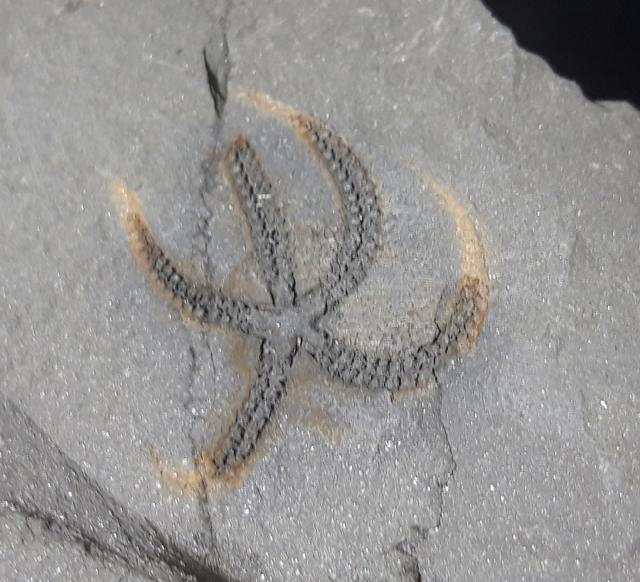 Ophiura sp. LAMARCK 1801 - Bild © FossNet FossilienStore